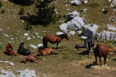 Feral horses at Mt. Prenj